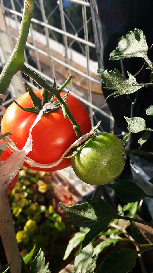TOMATERA - PRIMEROS TOMATES
