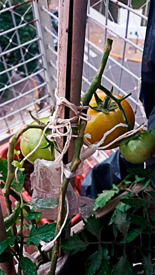 TOMATERA - PRIMEROS TOMATES